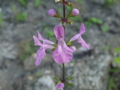 Stachys tenerrima