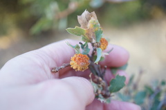 Burnettweldia corallina