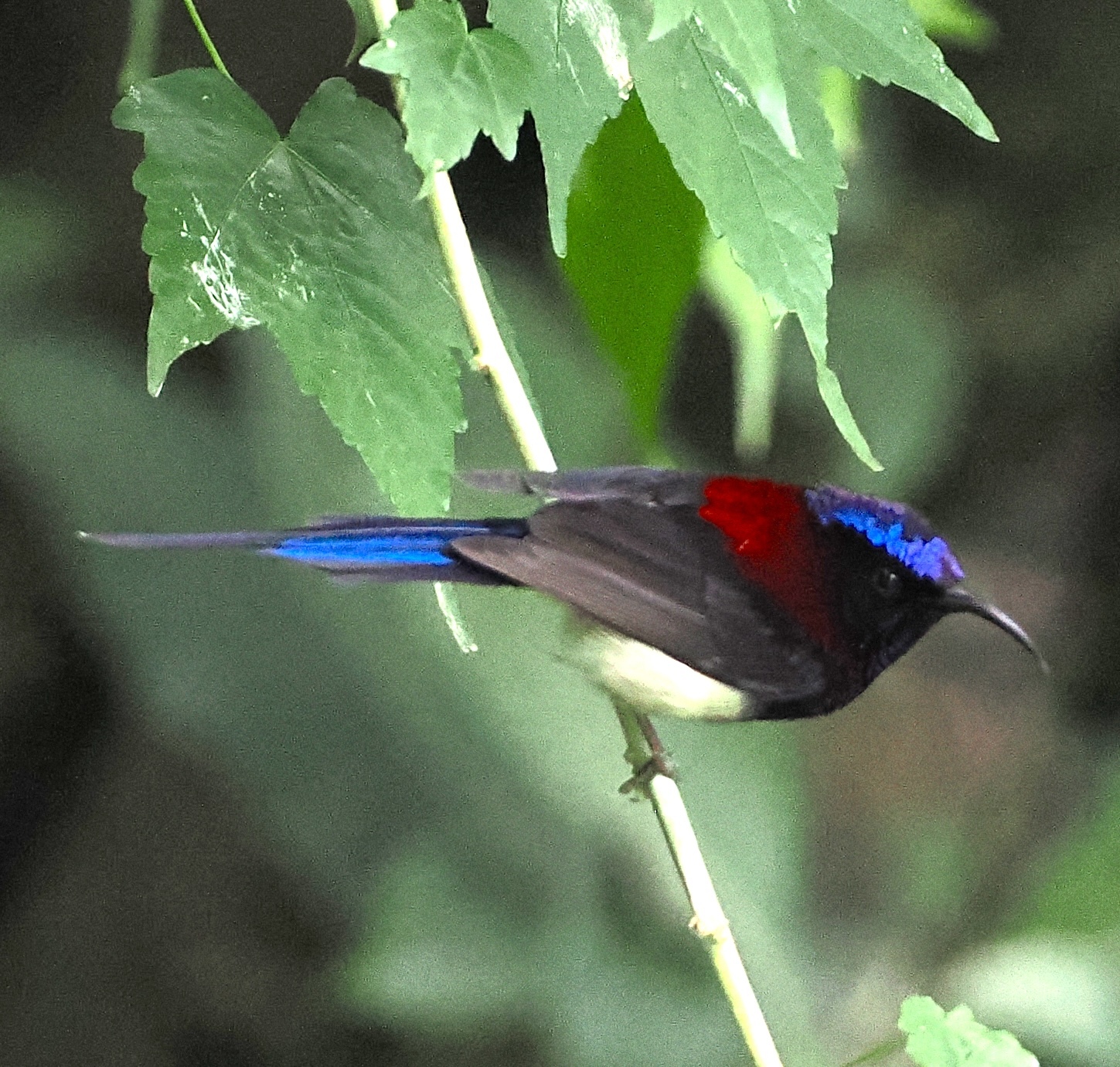 Black-throated Sunbird