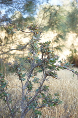 Burnettweldia corallina