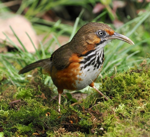 Black-streaked Scimitar Babbler (Erythrogenys gravivox), photo 10