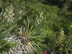 Yucca capensis