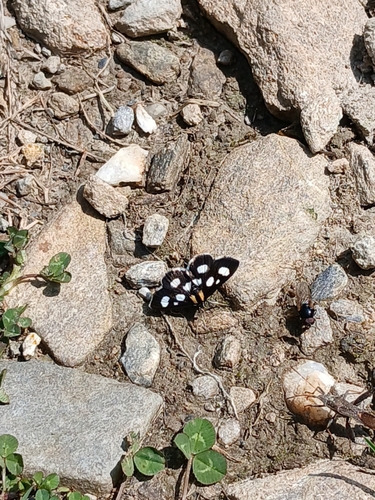 Anania funebris