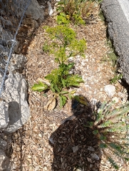 Pastinaca lucida