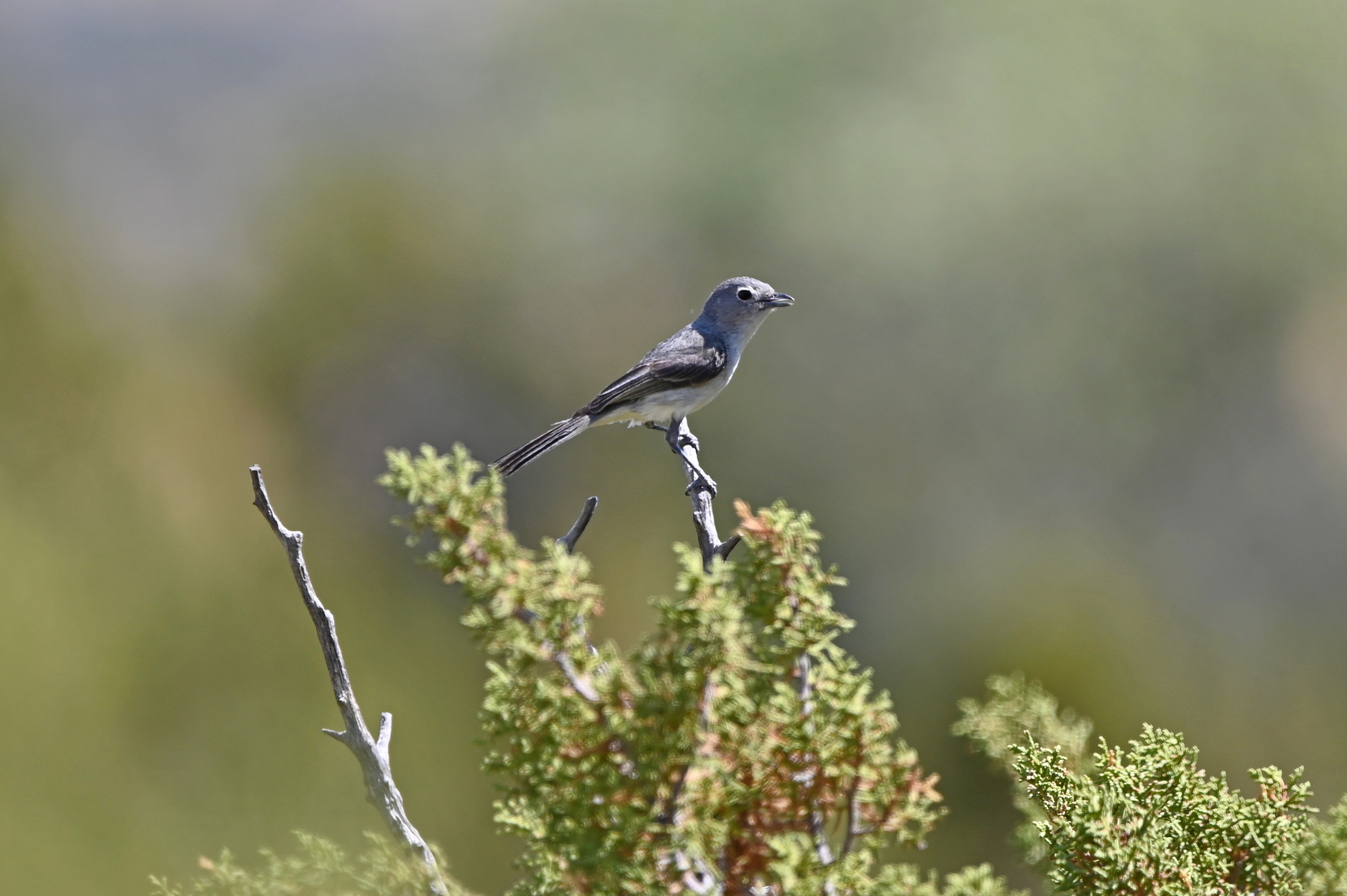 Grey Vireo (Vireo vicinior), photo 10