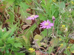 Pericallis tussilaginis image