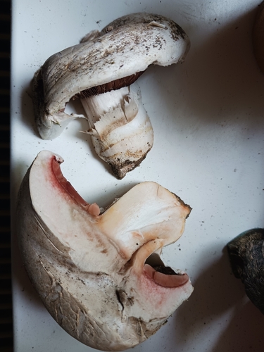 Salt-loving Agaricus (Agaricus bernardii)