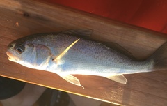 Genyonemus lineatus