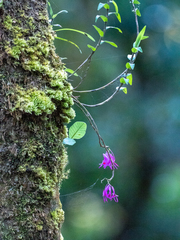 Dendrobium hasseltii