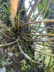 Dimerandra emarginata