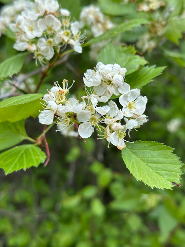 Crataegus rivulopugnensis