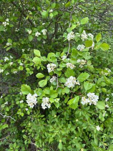 Battle Creek Hawthorn (Crataegus rivulopugnensis)