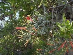 Psittacanthus sonorae