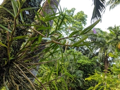 Dimerandra emarginata