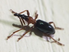 Cylas formicarius