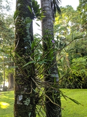 Dimerandra emarginata