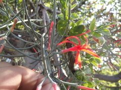 Psittacanthus sonorae