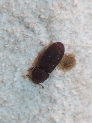 Colydiinae