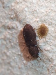 Colydiinae