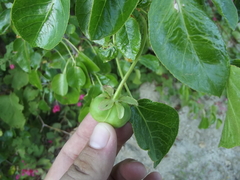 Jatropha vernicosa