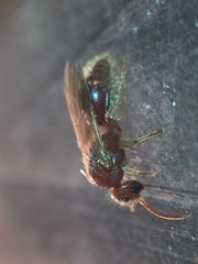 Sphaeropthalma