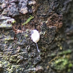 Coelostomidiidae