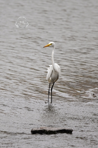 Medium Egret