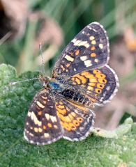 Phyciodes picta