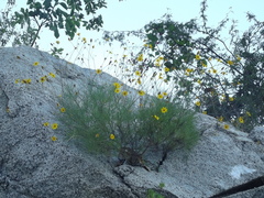 Bidens nudata