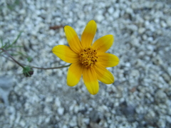 Bidens nudata
