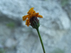 Bidens nudata