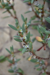Polygonum paronychia