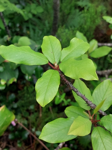 Frangula azorica, photograph 4