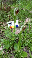 Pterostylis cucullata