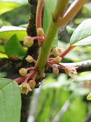 Frangula azorica, photograph (c) Stuart Cable, some rights reserved (CC BY)