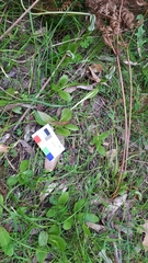 Pterostylis cucullata