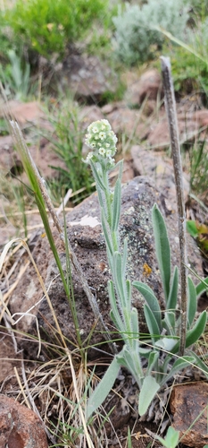 bristly cryptantha (Cryptantha setosissima)