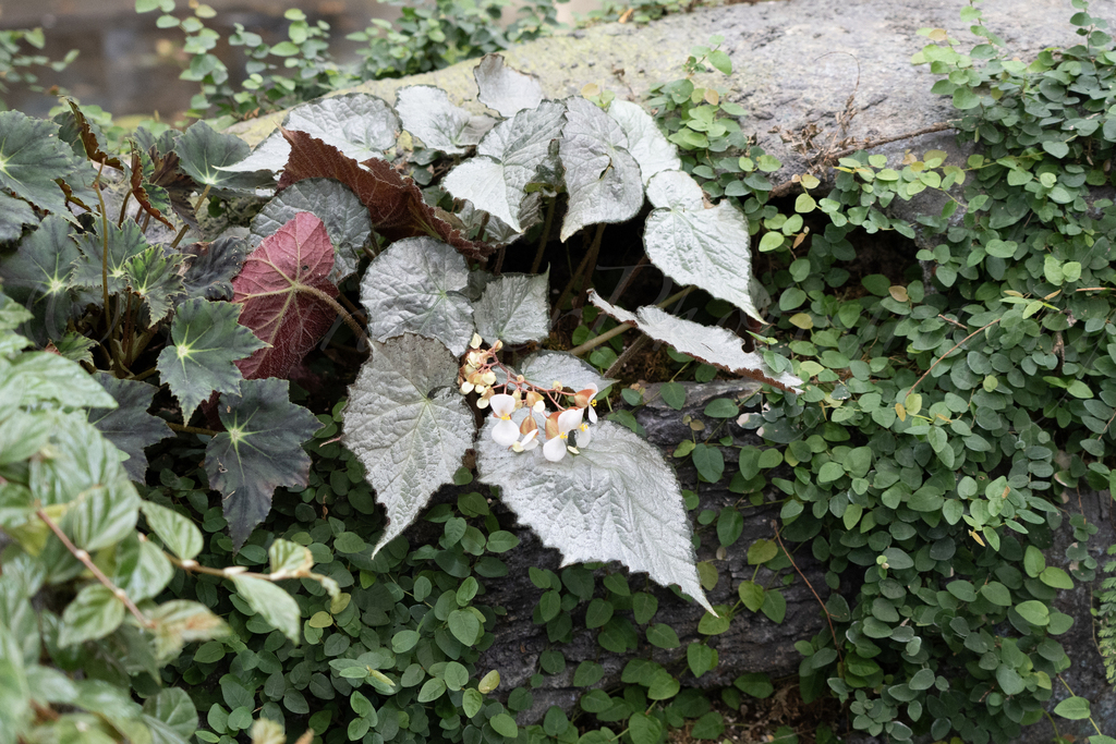 Rex Begonia