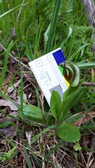 Pterostylis cucullata