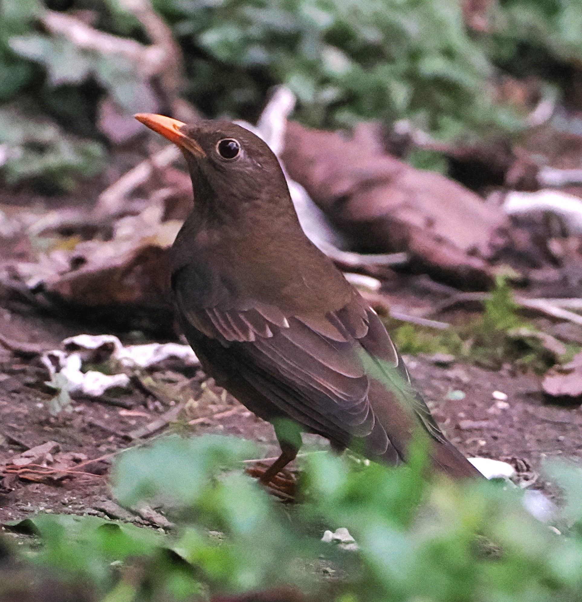 Grey-winged Blackbird