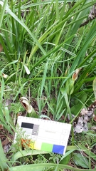 Pterostylis cucullata