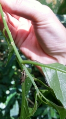 Navomorpha sulcata