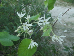 Polystemma cordifolium