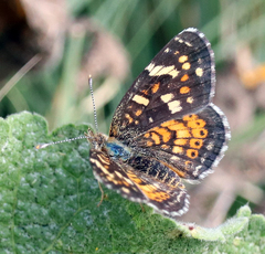 Phyciodes picta