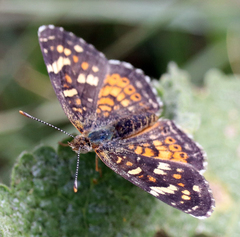 Phyciodes picta