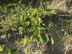Aloysia barbata