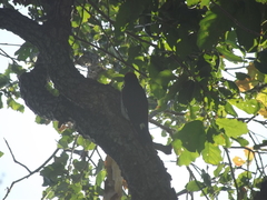Melanerpes formicivorus angustifrons