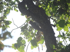 Melanerpes formicivorus angustifrons