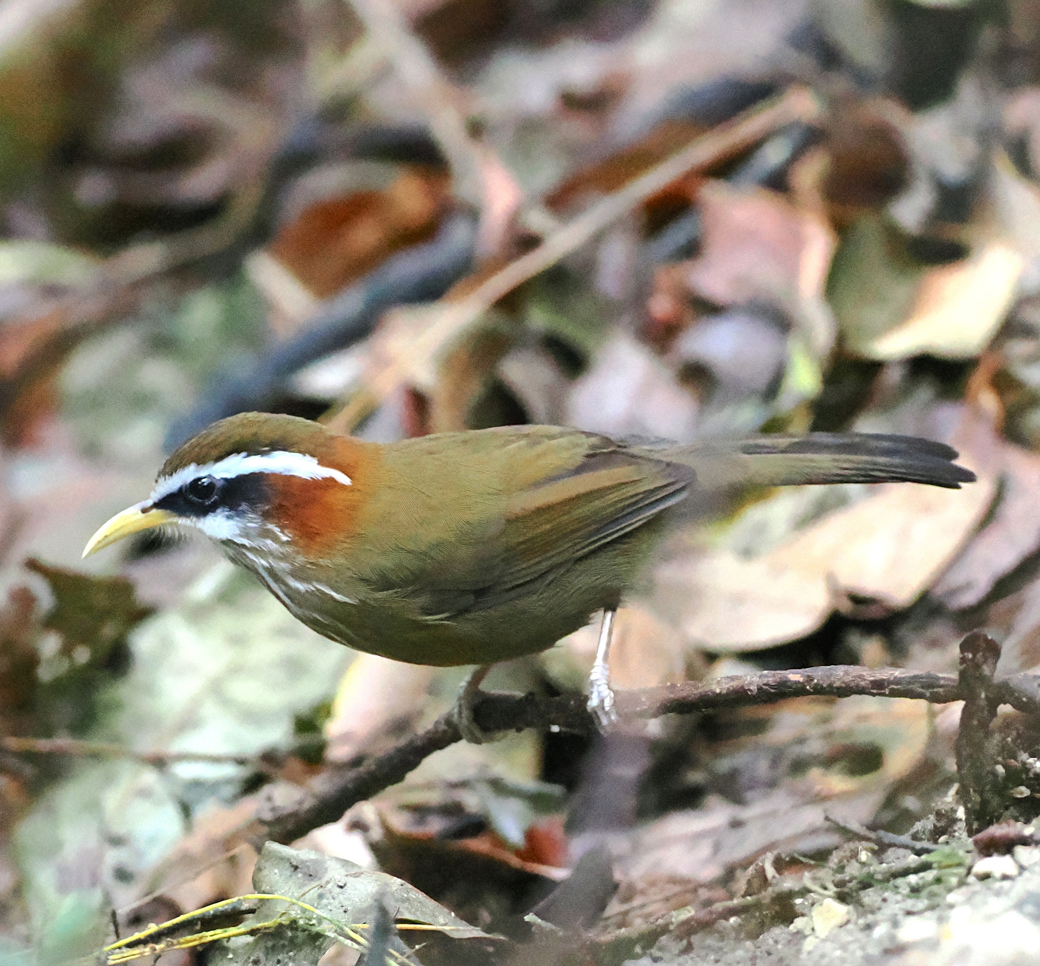 Streak-breasted Scimitar Babbler