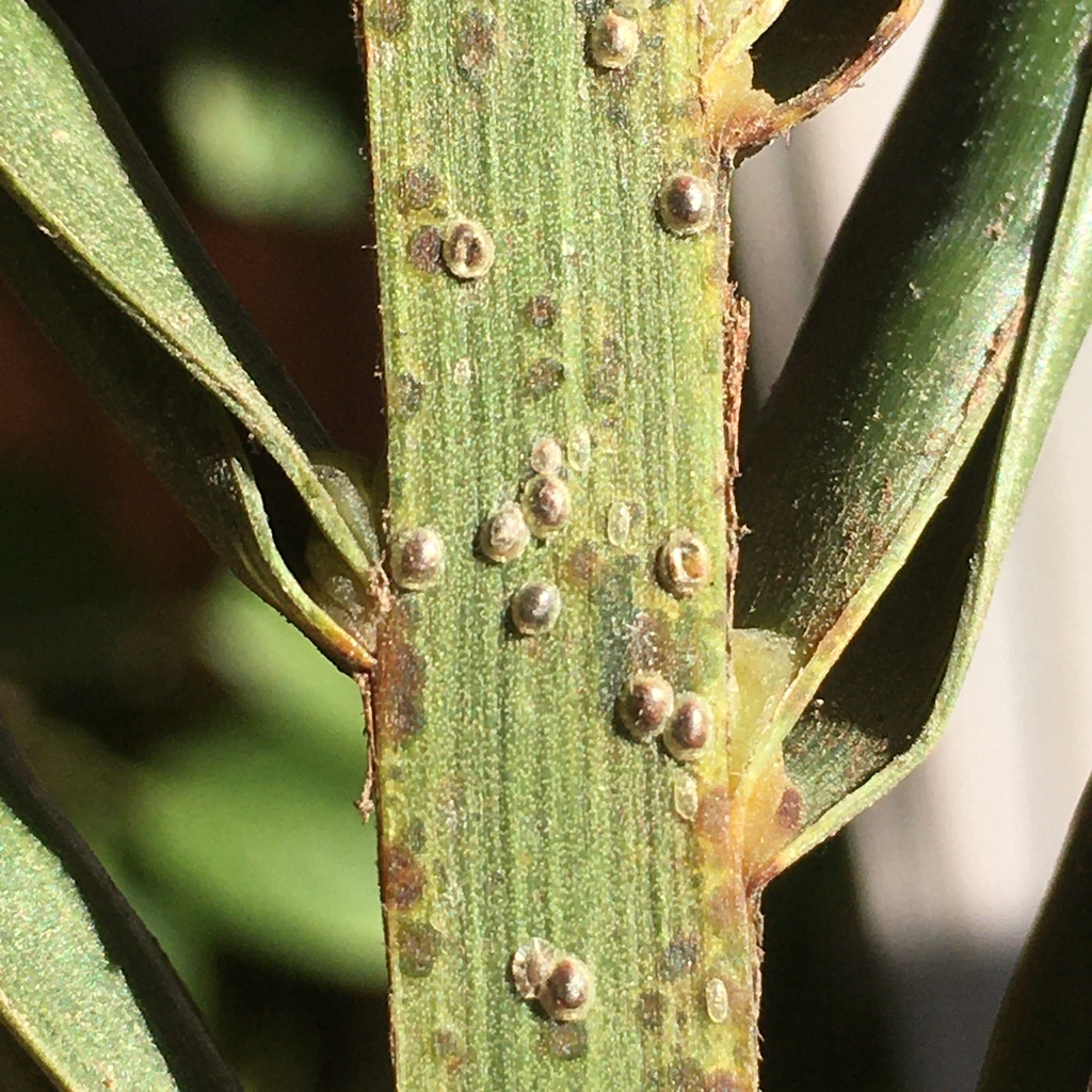 Palmaspis jubae